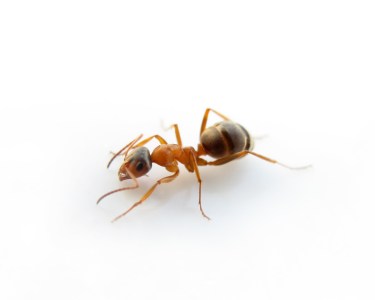 Likvidace mravenců